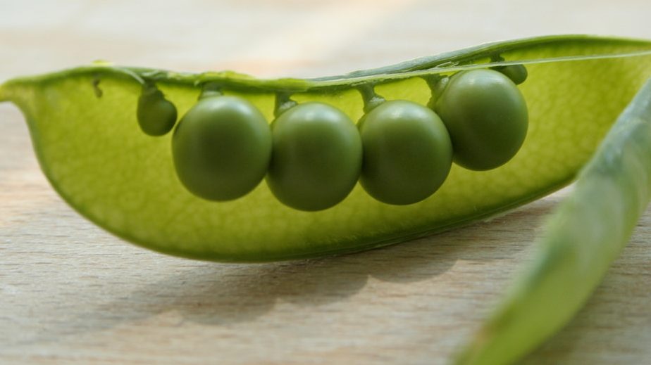 Worthülsen