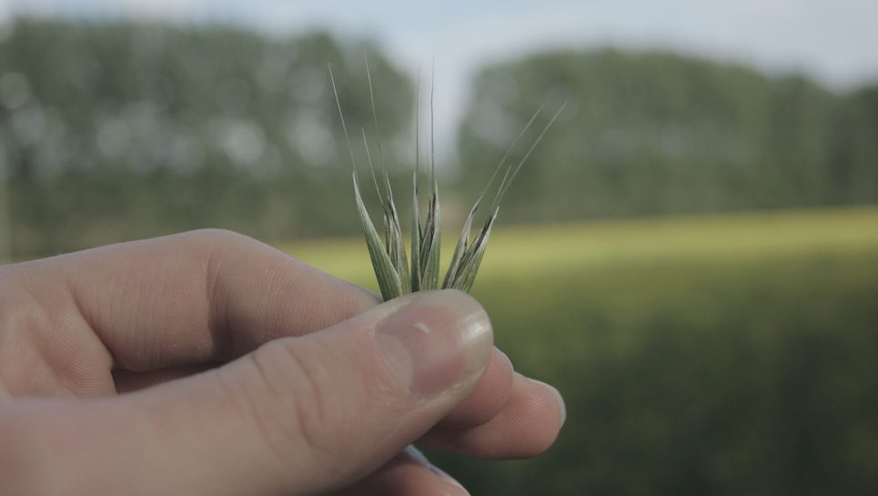 Fachberater für den landwirtschaftlichen Vertrieb