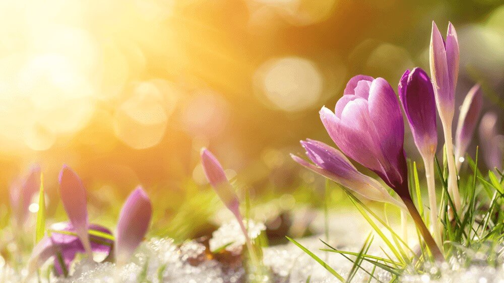 Mitarbeitermotivation Durch Fruhlingswetter Salesjob De
